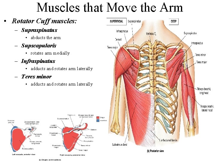 Muscles that Move the Arm • Rotator Cuff muscles: – Supraspinatus • abducts the