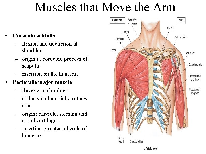 Muscles that Move the Arm • Coracobrachialis – flexion and adduction at shoulder –