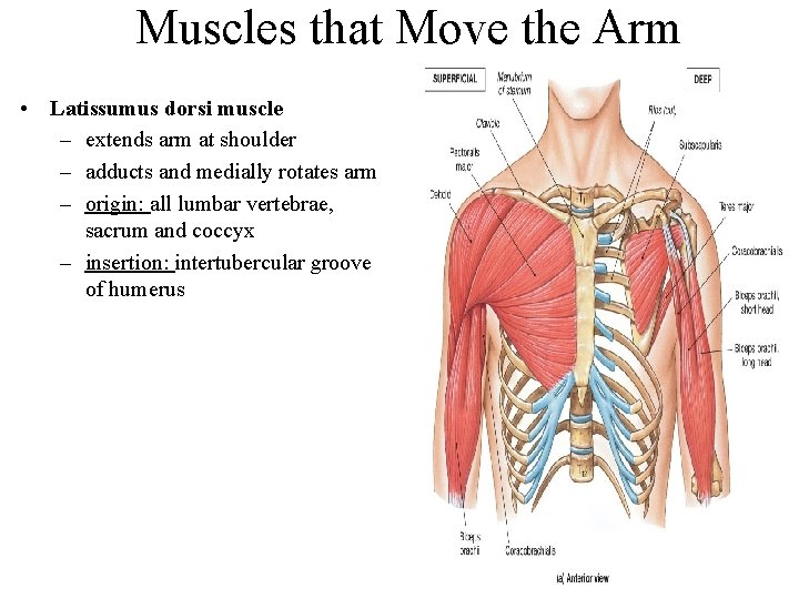 Muscles that Move the Arm • Latissumus dorsi muscle – extends arm at shoulder