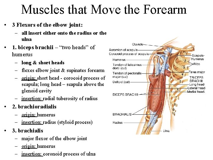 Muscles that Move the Forearm • 3 Flexors of the elbow joint: – all