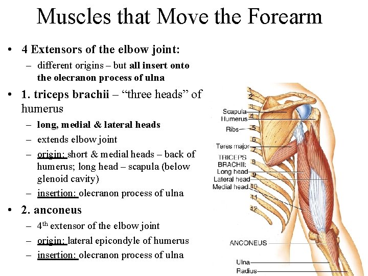 Muscles that Move the Forearm • 4 Extensors of the elbow joint: – different