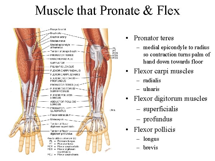 Muscle that Pronate & Flex • Pronator teres – medial epicondyle to radius so