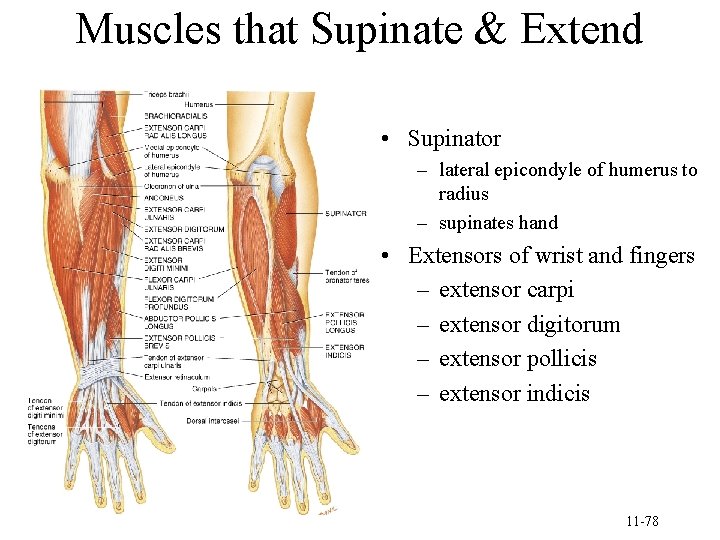 Muscles that Supinate & Extend • Supinator – lateral epicondyle of humerus to radius