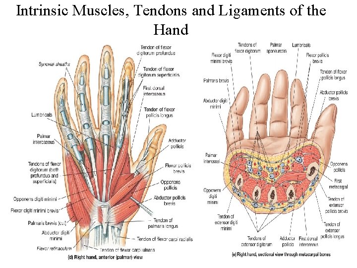 Intrinsic Muscles, Tendons and Ligaments of the Hand 