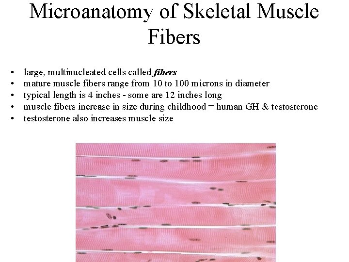 Microanatomy of Skeletal Muscle Fibers • • • large, multinucleated cells called fibers mature