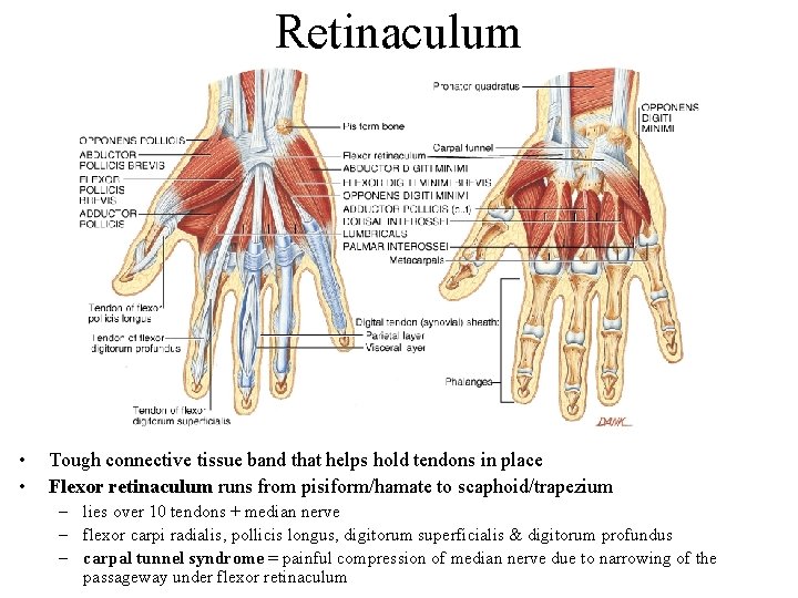 Retinaculum • • Tough connective tissue band that helps hold tendons in place Flexor