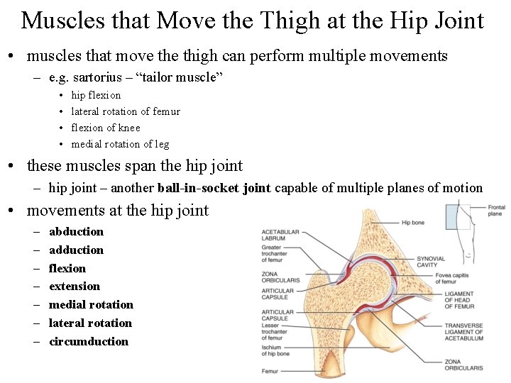Muscles that Move the Thigh at the Hip Joint • muscles that move thigh