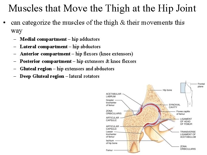 Muscles that Move the Thigh at the Hip Joint • can categorize the muscles