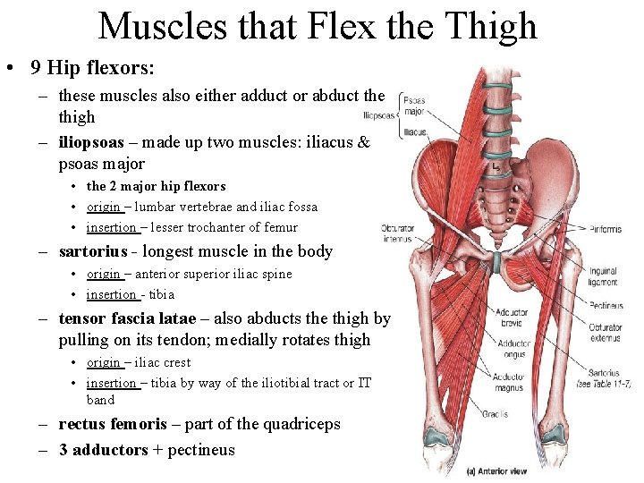 Muscles that Flex the Thigh • 9 Hip flexors: – these muscles also either