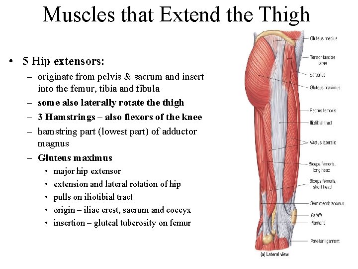 Muscles that Extend the Thigh • 5 Hip extensors: – originate from pelvis &