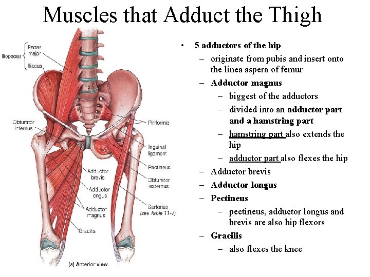Muscles that Adduct the Thigh • 5 adductors of the hip – originate from