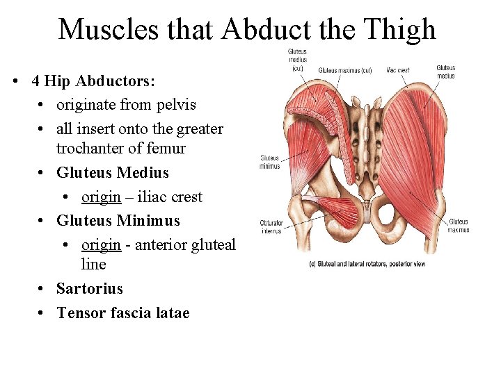 Muscles that Abduct the Thigh • 4 Hip Abductors: • originate from pelvis •