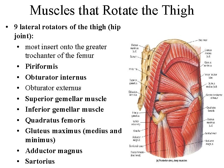 Muscles that Rotate the Thigh • 9 lateral rotators of the thigh (hip joint):