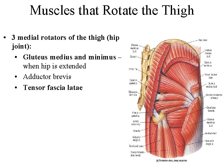 Muscles that Rotate the Thigh • 3 medial rotators of the thigh (hip joint):