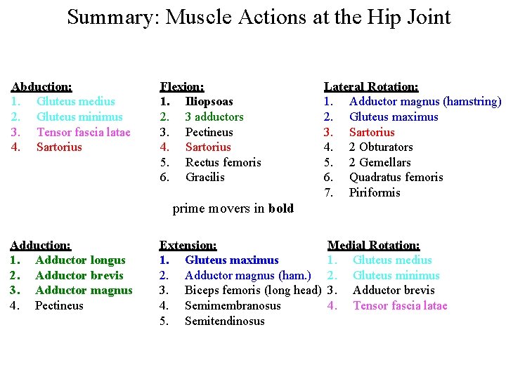 Summary: Muscle Actions at the Hip Joint Abduction: 1. Gluteus medius 2. Gluteus minimus