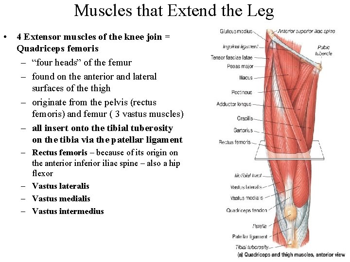 Muscles that Extend the Leg • 4 Extensor muscles of the knee join =