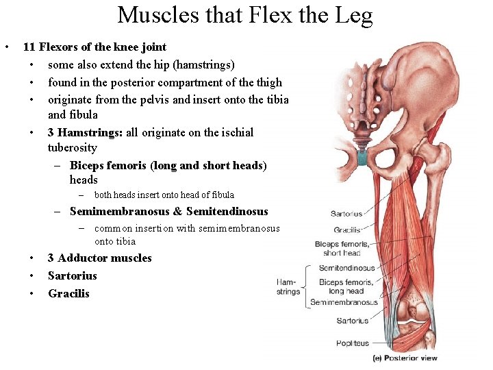 Muscles that Flex the Leg • 11 Flexors of the knee joint • some
