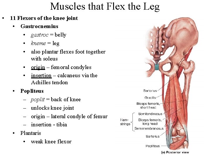 Muscles that Flex the Leg • 11 Flexors of the knee joint • Gastrocnemius