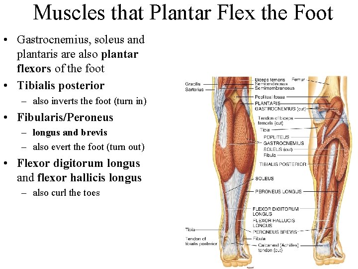 Muscles that Plantar Flex the Foot • Gastrocnemius, soleus and plantaris are also plantar