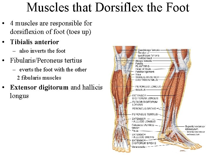 Muscles that Dorsiflex the Foot • 4 muscles are responsible for dorsiflexion of foot