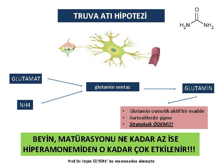 TRUVA ATI HİPOTEZİ GLUTAMAT glutamin sentaz NH 4 GLUTAMİN • Glutamin osmotik aktif bir