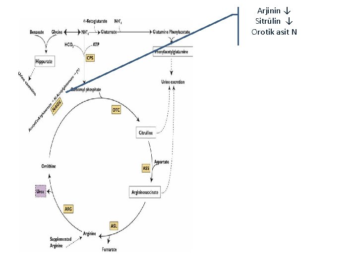 Arjinin ↓ Sitrülin ↓ Orotik asit N 