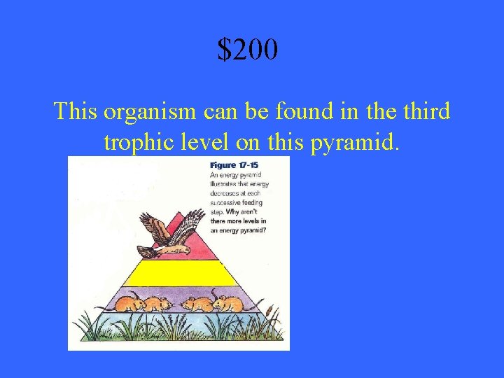 $200 This organism can be found in the third trophic level on this pyramid.