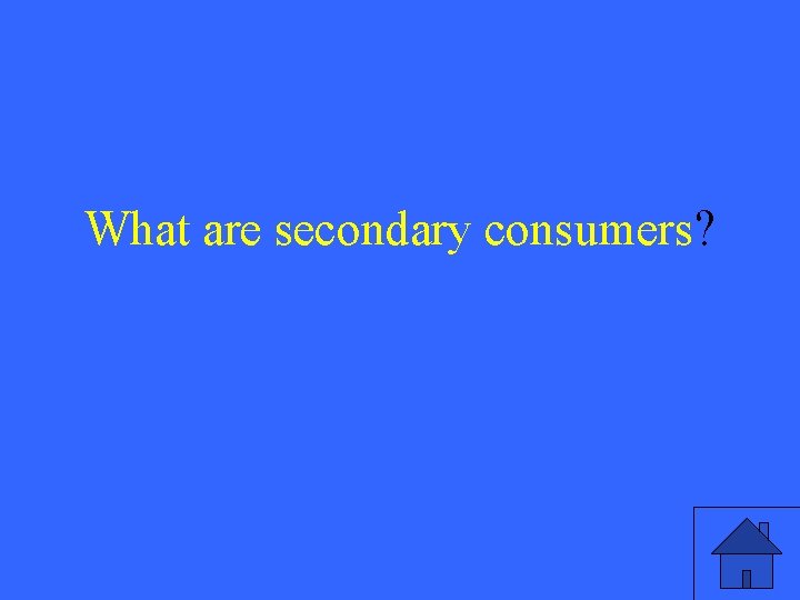 What are secondary consumers? 