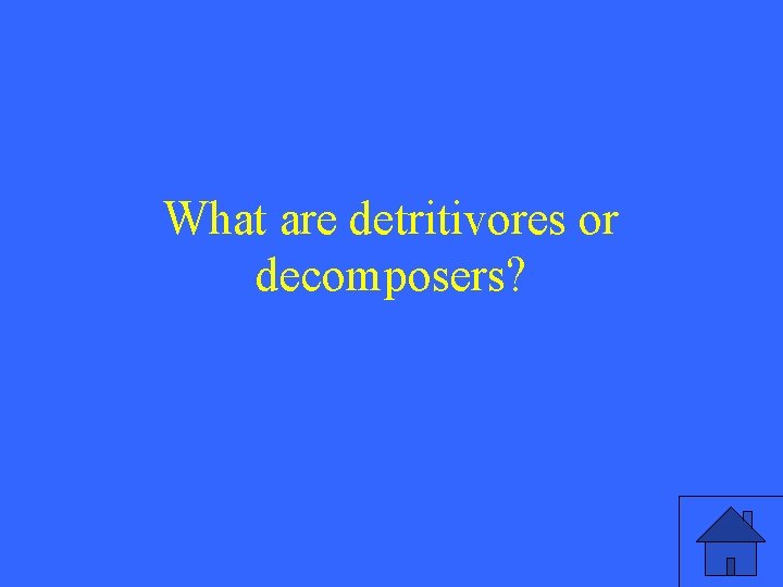 What are detritivores or decomposers? 