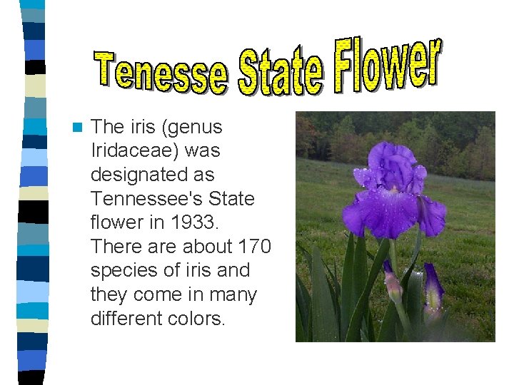 n The iris (genus Iridaceae) was designated as Tennessee's State flower in 1933. There