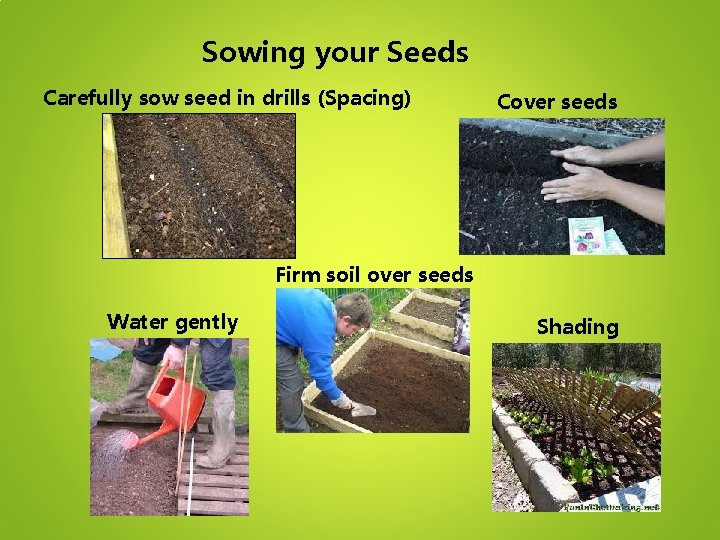 Sowing your Seeds Carefully sow seed in drills (Spacing) Cover seeds Firm soil over