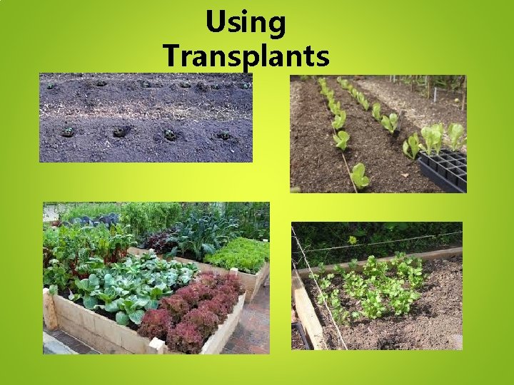 Using Transplants 