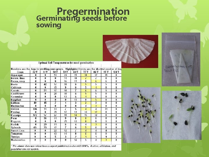 Pregermination Germinating seeds before sowing 