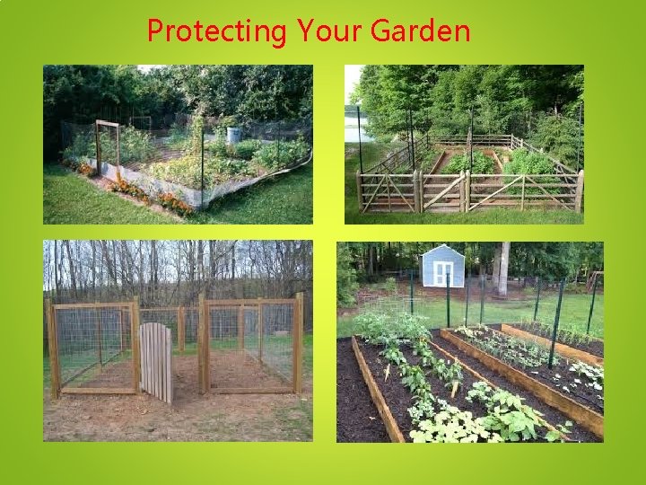 Protecting Your Garden 