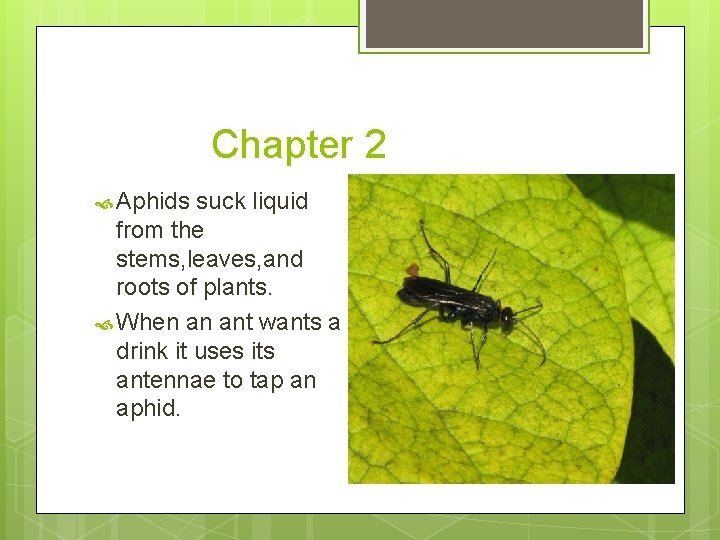 Chapter 2 Aphids suck liquid from the stems, leaves, and roots of plants. When