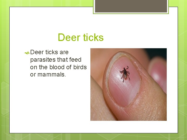 Deer ticks are parasites that feed on the blood of birds or mammals. 