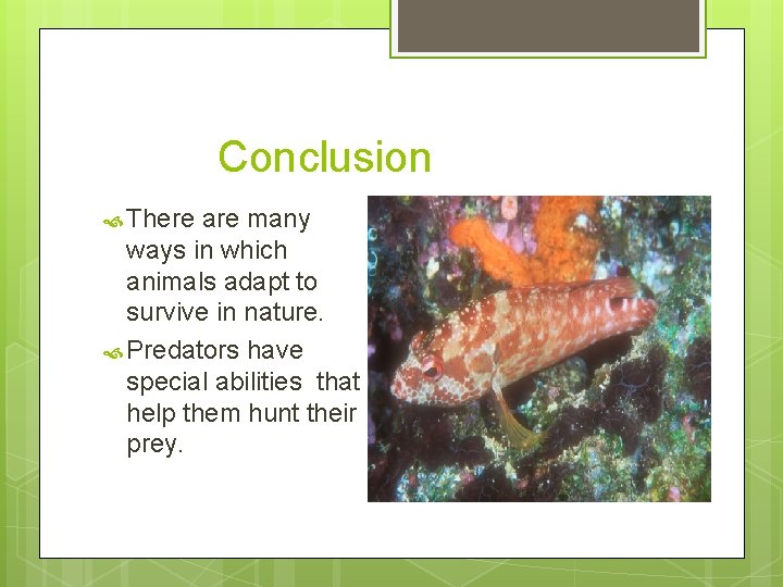 Conclusion There are many ways in which animals adapt to survive in nature. Predators