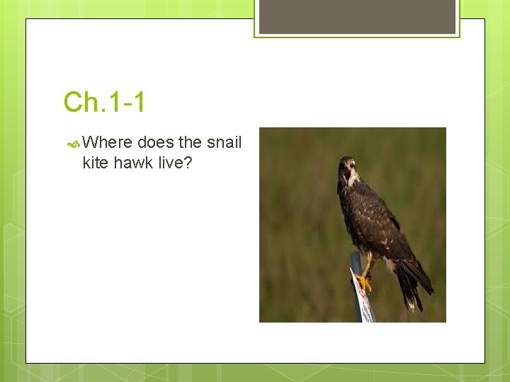 Ch. 1 -1 Where does the snail kite hawk live? 