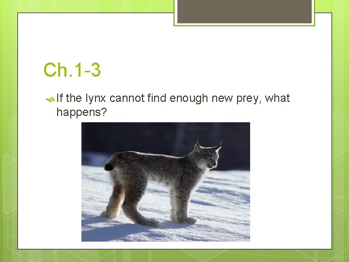 Ch. 1 -3 If the lynx cannot find enough new prey, what happens? 