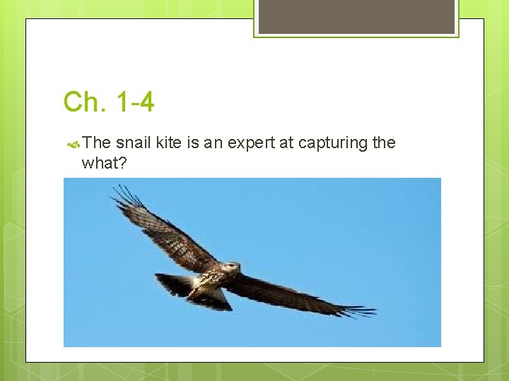 Ch. 1 -4 The snail kite is an expert at capturing the what? 