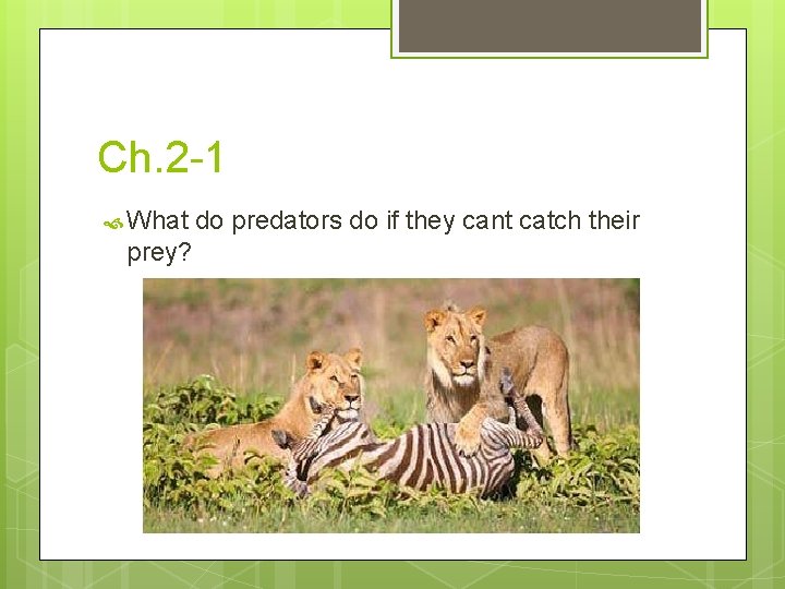 Ch. 2 -1 What prey? do predators do if they cant catch their 