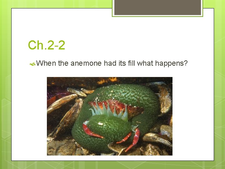 Ch. 2 -2 When the anemone had its fill what happens? 