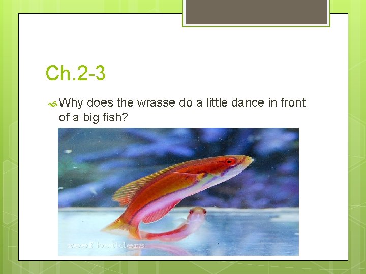 Ch. 2 -3 Why does the wrasse do a little dance in front of