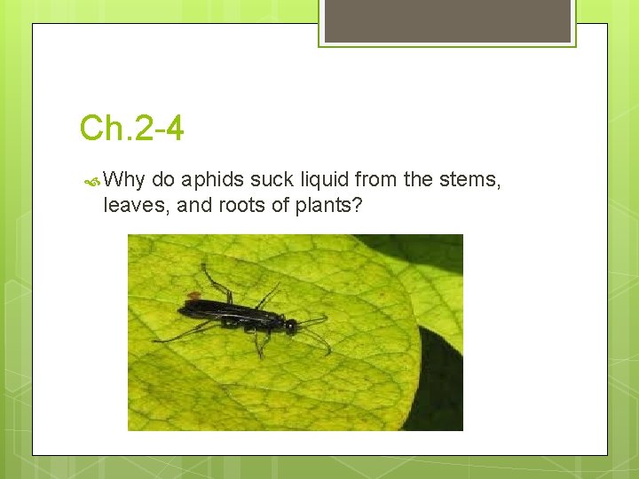 Ch. 2 -4 Why do aphids suck liquid from the stems, leaves, and roots