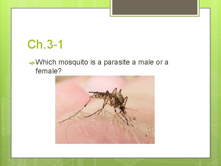 Ch. 3 -1 Which mosquito is a parasite a male or a female? 