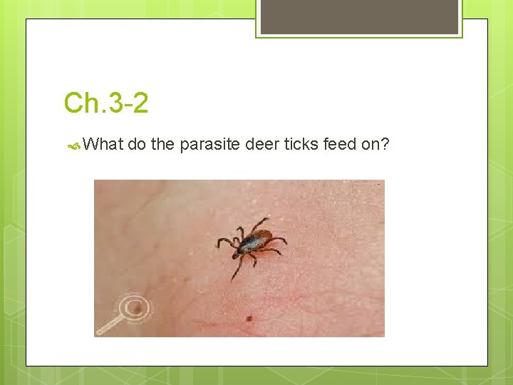 Ch. 3 -2 What do the parasite deer ticks feed on? 