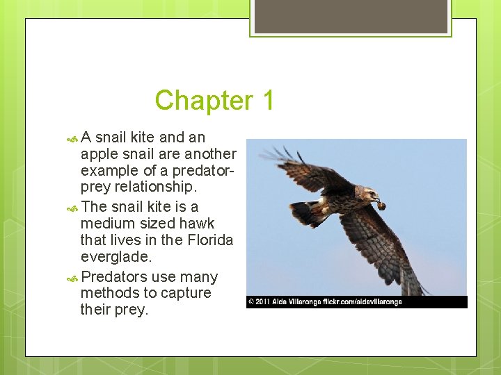 Chapter 1 A snail kite and an apple snail are another example of a