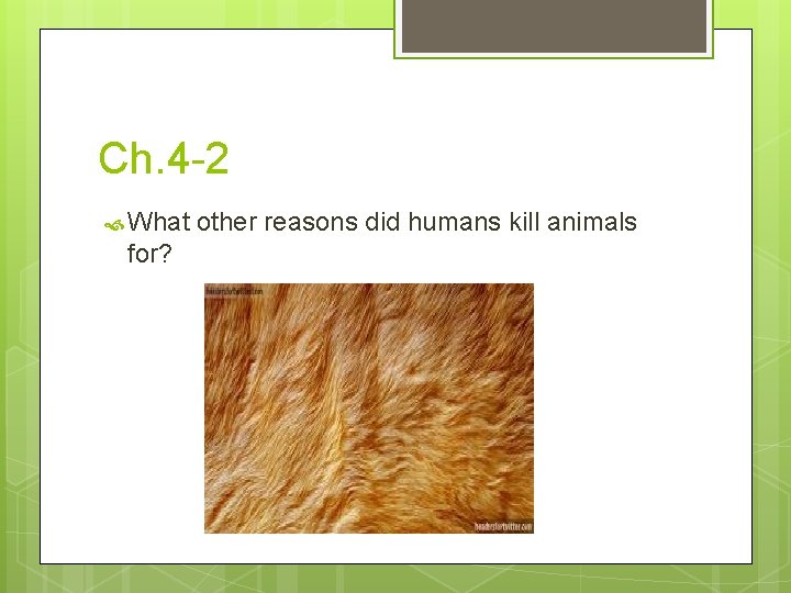 Ch. 4 -2 What for? other reasons did humans kill animals 