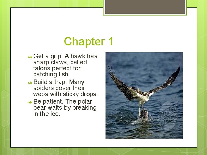 Chapter 1 Get a grip. A hawk has sharp claws, called talons perfect for