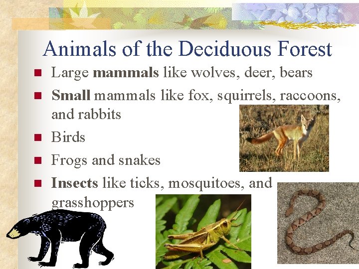 Animals of the Deciduous Forest n n n Large mammals like wolves, deer, bears